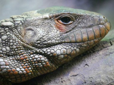 Sakallı ejderha kertenkelesi. Pogona sürüngeni olarak da bilinir.