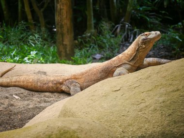 Komodo Ejderhası, Komodo gözlemcisi olarak da bilinir, ormanda sürünen kertenkele ailesinin bir üyesidir.