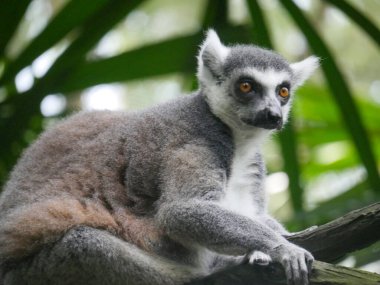 Halka kuyruklu lemur (Lemur catta), uzun, siyah ve beyaz halkalı kuyruğundan dolayı büyük bir strepsirren primatı ve en tanınmış lemur türüdür.