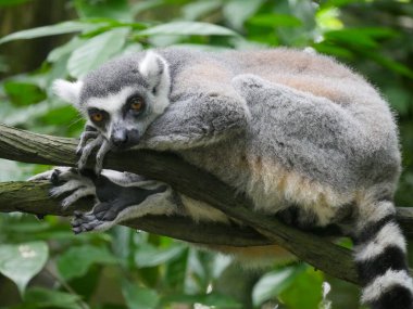 Halka kuyruklu lemur (Lemur catta), uzun, siyah ve beyaz halkalı kuyruğundan dolayı büyük bir strepsirren primatı ve en tanınmış lemur türüdür.