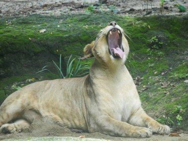 Afrika Aslanı, Orman 'da dinlenirken ve otururken ağzını sonuna kadar açar.