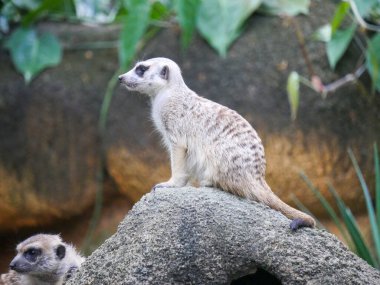 Meerkat (Suricata suricatta) Güney Afrika 'da bir taş üzerinde oturan firavun faresidir.
