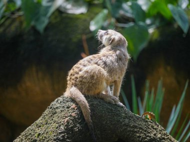 Meerkat (Suricata suricatta) Güney Afrika 'da bir taş üzerinde oturan firavun faresidir.