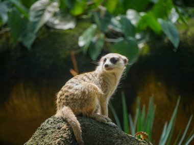 Meerkat (Suricata suricatta) Güney Afrika 'da bir taş üzerinde oturan firavun faresidir.
