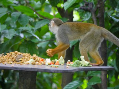 Sincap maymunu yemek yiyor. Sincap maymunları Saimiri cinsinin Yeni Dünya maymunlarıdır. Saimiri, Saimirinae alt familyasındaki tek cinstir..