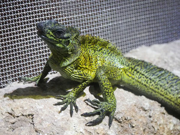 Basiliscus Plumifrons Uma Espécie Lagarto Família Corytophanidae Subfamília Corytophanidae Espécie — Fotografia de Stock