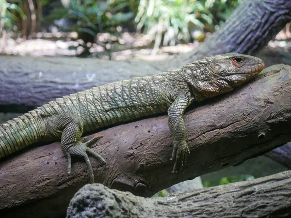 Dragão Barbudo Lagarto Também Conhecido Como Réptil Pogona Descansando Galho — Fotografia de Stock