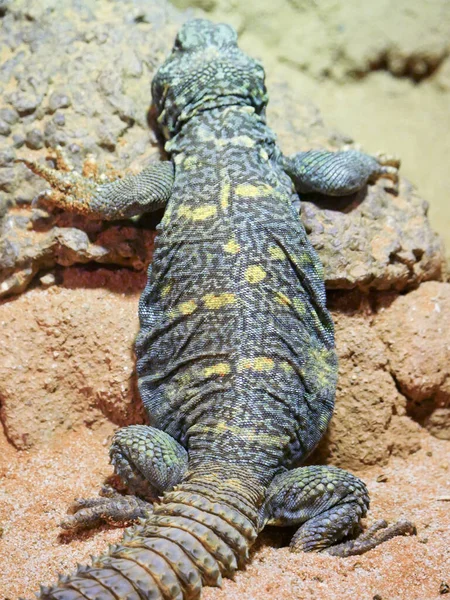 Ornate Spiny Tailed Lizard also called as Uromastyx Ornata or ornate mastigure crawling on ground