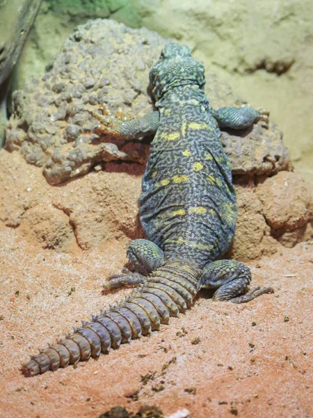 Süslü Dikenli Kertenkele Uromastyx Ornata ya da yerde sürünen süslü mastigure olarak da bilinir.