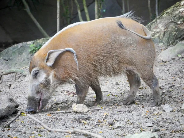 红河猪 Potamochoerus Porcus 或野猪 Bushpig 是一种生活在非洲丛林中的野生猪 也被命名为 Potamochoerus Larvatus — 图库照片