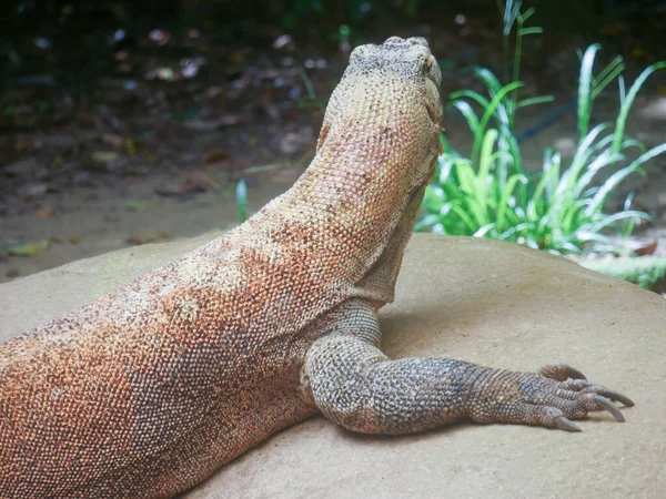 Komodo Dragon, also known as the Komodo monitor, is a member of the monitor lizard family crawling in jungle