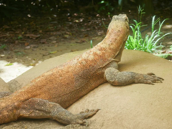 Komodo Dragon, also known as the Komodo monitor, is a member of the monitor lizard family crawling in jungle