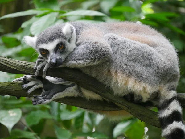 Lémur Cola Anillada Lémur Cola Anillada Lemur Catta Primate Estrepsirrino —  Fotos de Stock