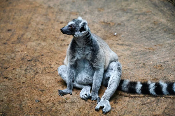 Lémure Cauda Anelada Lémure Cauda Anelada Lemur Catta Grande Primata — Fotografia de Stock