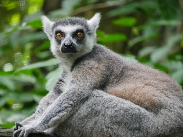 Ring-tailed lemur : The ring tailed lemur (Lemur catta) is a large strepsirrhine primate and the most recognized lemur due to its long, black and white ringed tail resting on tree branch
