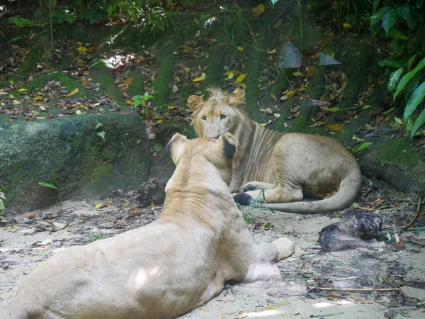 Leão Panthera Leo Grande Gato Gênero Panthera Nativo África Índia — Fotografia de Stock