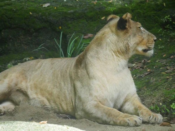 Oroszlán Panthera Leo Egy Nagy Macska Nemzetség Panthera Őshonos Afrikában — Stock Fotó