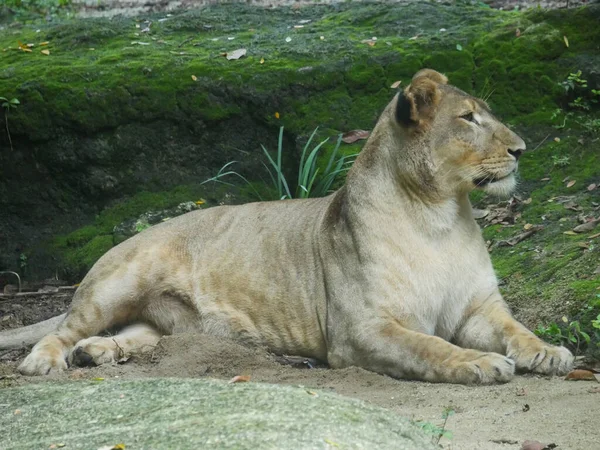 León Panthera Leo Gato Grande Del Género Panthera Nativo África —  Fotos de Stock