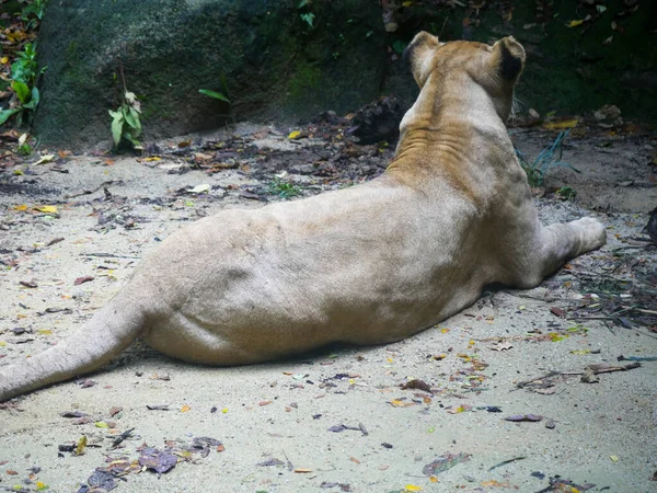 Lion Panthera Leo Large Cat Genus Panthera Native Africa India — Stock Photo, Image