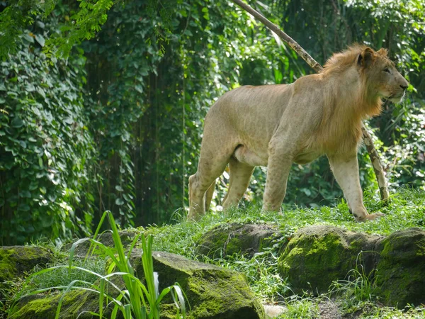 African Lion roaming in Forest. lion (Panthera leo) is a large cat of the genus Panthera native to Africa and India.