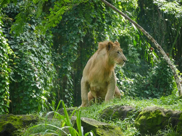 Afrikai Oroszlán Kóborol Erdőben Oroszlán Panthera Leo Egy Nagy Macska — Stock Fotó