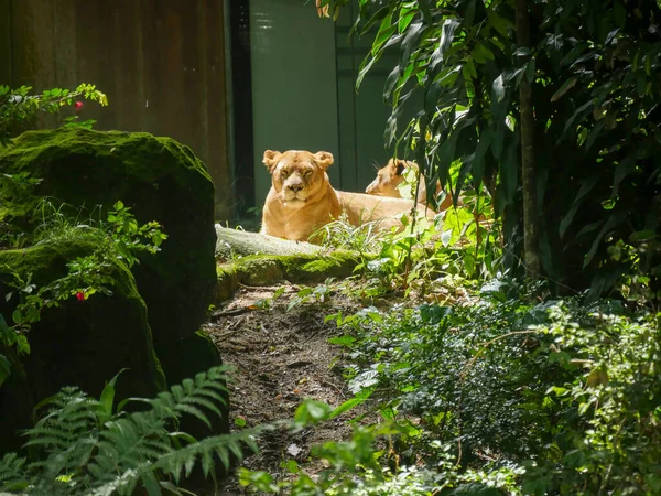 Afrika Aslanı ormanda dolaşıyor. Aslan (Panthera leo), Afrika ve Hindistan 'a özgü Panthera cinsinden büyük bir kedi türü..