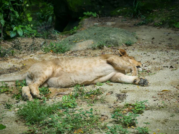 Pés Leão Africano Enquanto Dorme Impressão Pata Leão — Fotografia de Stock
