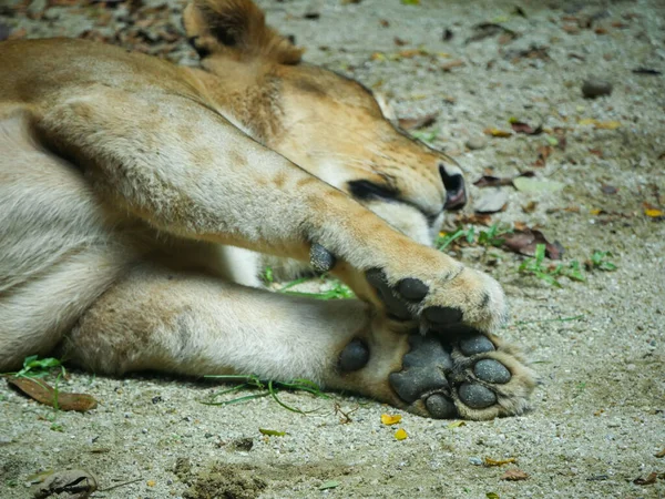 Pés Leão Africano Enquanto Dorme Impressão Pata Leão — Fotografia de Stock