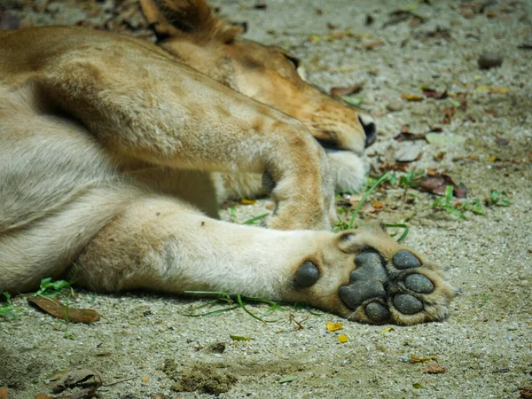 Pés Leão Africano Enquanto Dorme Impressão Pata Leão — Fotografia de Stock