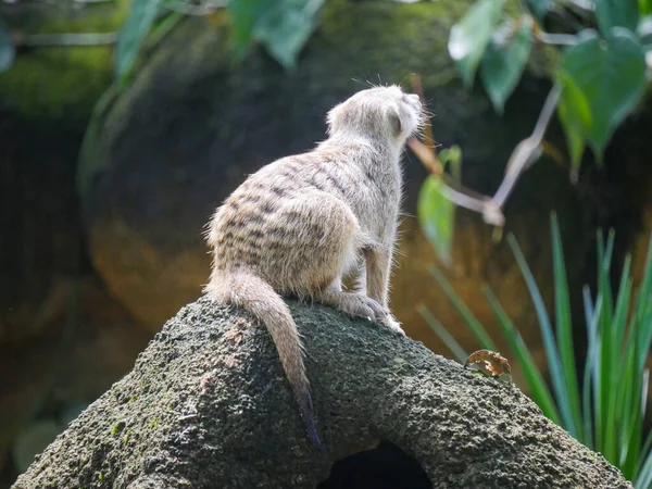 Meerkat (Suricata suricatta) Güney Afrika 'da bir taş üzerinde oturan firavun faresidir.