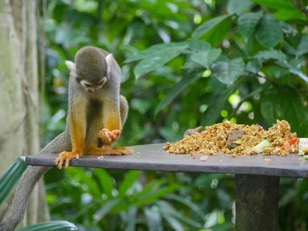 Mono Ardilla Comiendo Comida Los Monos Ardilla Son Monos Del —  Fotos de Stock