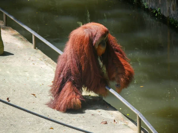 Orangutanlar Endonezya Malezya Yağmur Ormanlarına Özgü Büyük Maymunlardır Ormanda Dinlenirler — Stok fotoğraf
