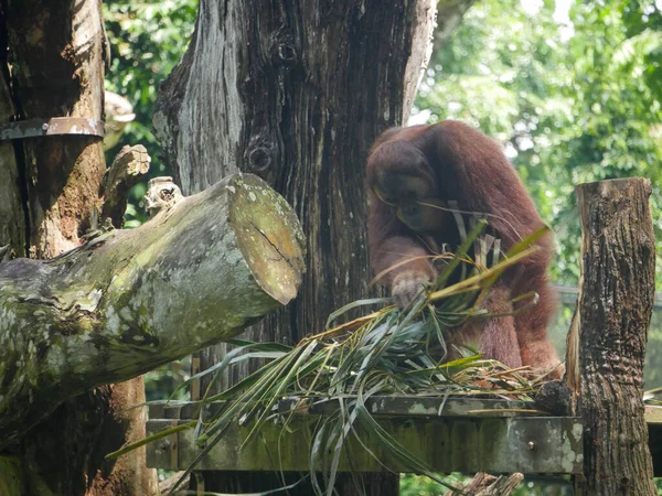 Orangutanlar Endonezya Malezya Yağmur Ormanlarına Özgü Büyük Maymunlardır Ormanda Dinlenirler — Stok fotoğraf