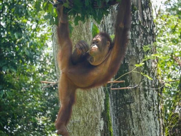 Mono Orangután Colgando Tree Los Orangutanes Son Grandes Simios Nativos —  Fotos de Stock