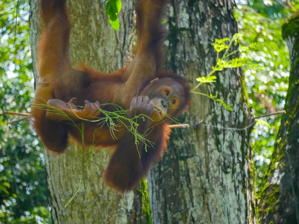 Orangutan maymunu ağaçta asılı. Orangutanlar Endonezya ve Malezya yağmur ormanlarına özgü büyük maymunlardır..