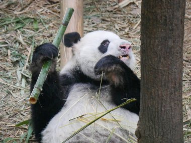 Dev panda bambu filizleri ve yapraklar yiyor. Dev panda (Ailuropoda melanoleuca), kedigiller (Felidae) familyasından bir ayı türüdür..