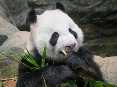Dev panda bambu filizleri ve yapraklar yiyor. Dev panda (Ailuropoda melanoleuca), kedigiller (Felidae) familyasından bir ayı türüdür..