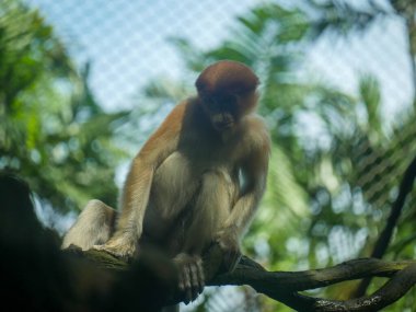 Bebek hortumlu maymun ağaçta oturuyor. Proboscis maymunu (Nasalis larvatus) ya da uzun burunlu maymun, aşırı büyük burunlu, kırmızımsı kahverengi ten renginde ve uzun kuyruklu bir Eski Dünya maymunudur..