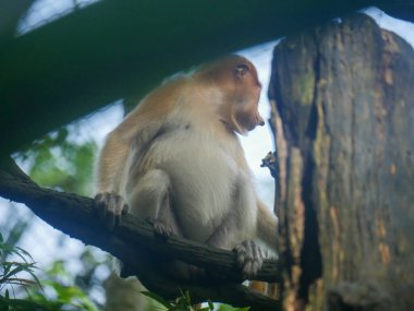 Hortumlu maymun ağaçta oturuyor. Proboscis maymunu (Nasalis larvatus) ya da uzun burunlu maymun, aşırı büyük burunlu, kırmızımsı kahverengi ten renginde ve uzun kuyruklu bir Eski Dünya maymunudur..