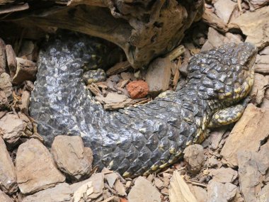 Tiliqua rugosa, en yaygın olarak bilinen adıyla kiremit sırtlı kertenkele ya da yolda sürünen kısa kuyruklu kertenkele.