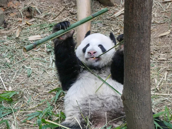 Panda Gigante Comendo Brotos Bambu Folhas Panda Gigante Ailuropoda Melanoleuca — Fotografia de Stock