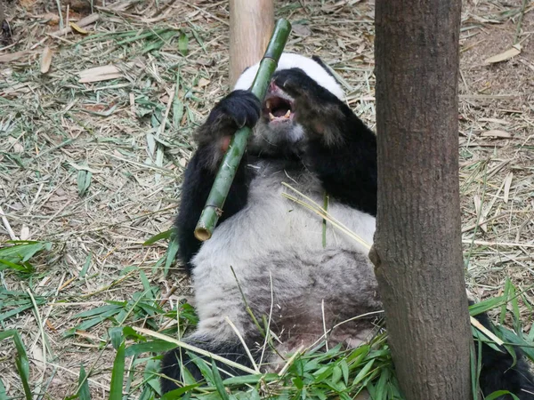 Giant Panda eating bamboo shoots and leaves. The giant panda (Ailuropoda melanoleuca) also known as the panda bear (or simply the panda), is a bear species.