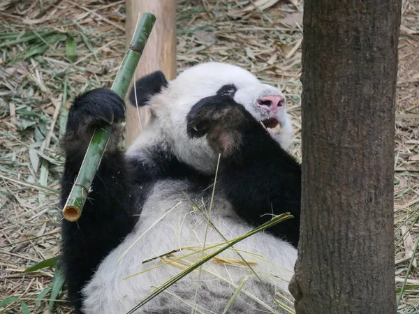 Giant Panda eating bamboo shoots and leaves. The giant panda (Ailuropoda melanoleuca) also known as the panda bear (or simply the panda), is a bear species.