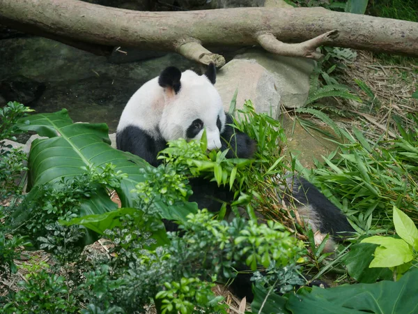 Panda Gigante Comendo Brotos Bambu Folhas Panda Gigante Ailuropoda Melanoleuca — Fotografia de Stock