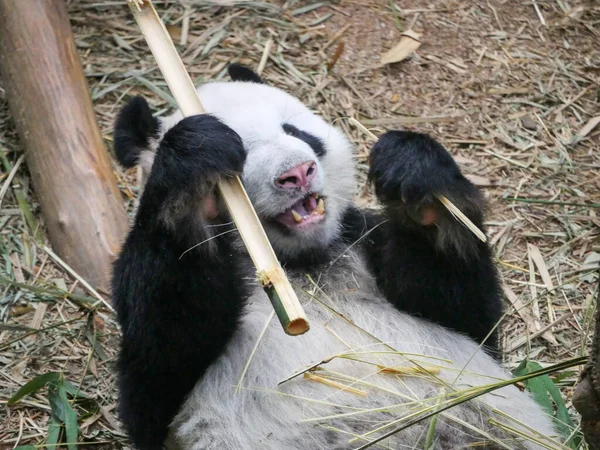 Panda Gigante Comendo Brotos Bambu Folhas Panda Gigante Ailuropoda Melanoleuca — Fotografia de Stock