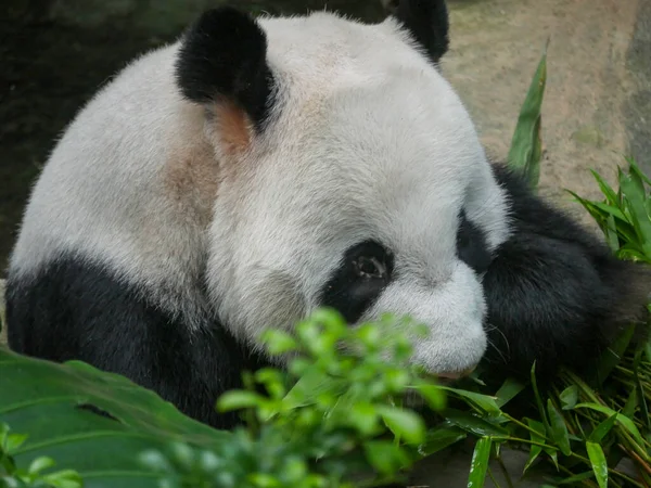 Giant Panda eating bamboo shoots and leaves. The giant panda (Ailuropoda melanoleuca) also known as the panda bear (or simply the panda), is a bear species.