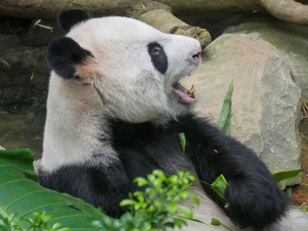 パンダはタケノコと葉を食べる ジャイアントパンダ Ailuropoda Melanoleuca または単にパンダ とも呼ばれ クマの種です — ストック写真