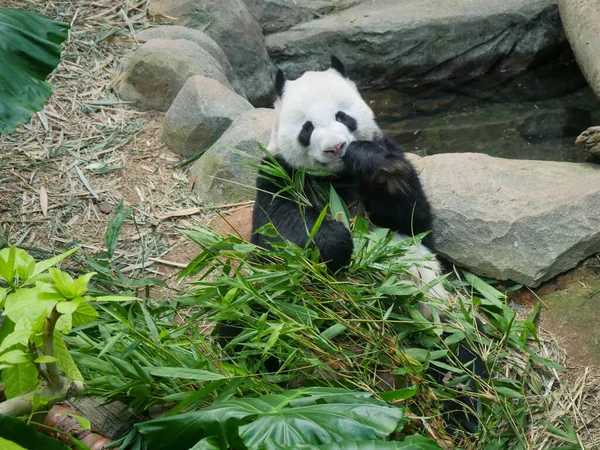 Giant Panda eating bamboo shoots and leaves. The giant panda (Ailuropoda melanoleuca) also known as the panda bear (or simply the panda), is a bear species.