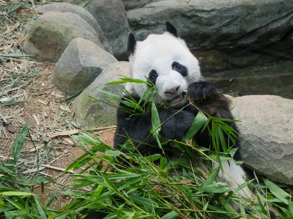 Giant Panda eating bamboo shoots and leaves. The giant panda (Ailuropoda melanoleuca) also known as the panda bear (or simply the panda), is a bear species.