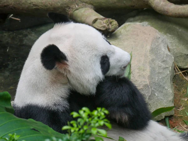 Giant Panda eating bamboo shoots and leaves. The giant panda (Ailuropoda melanoleuca) also known as the panda bear (or simply the panda), is a bear species.